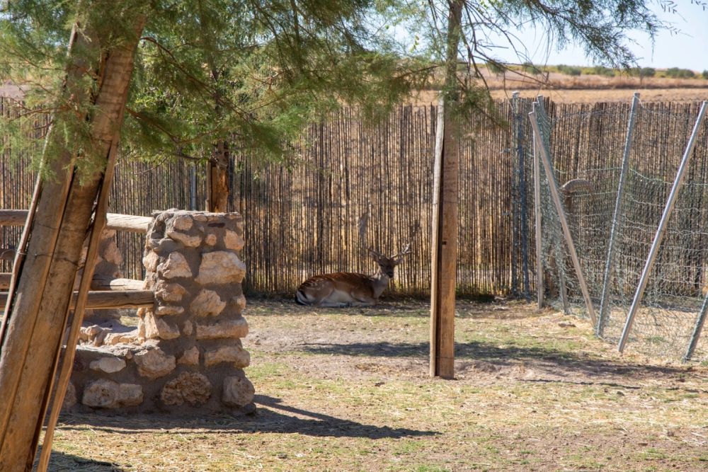 Zoo de Lillo 03-09-2022
