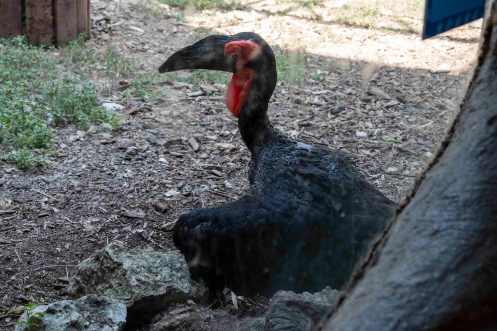 Zoo 29-07-2026