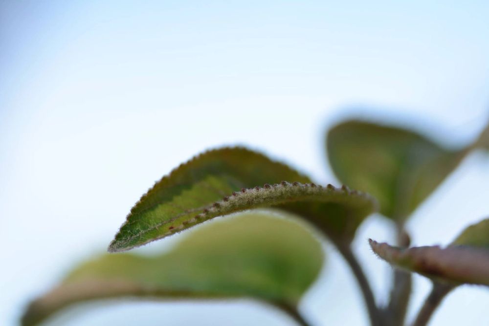 Fotografia Macro 2018