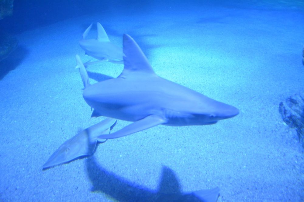 Oceanografic 2022