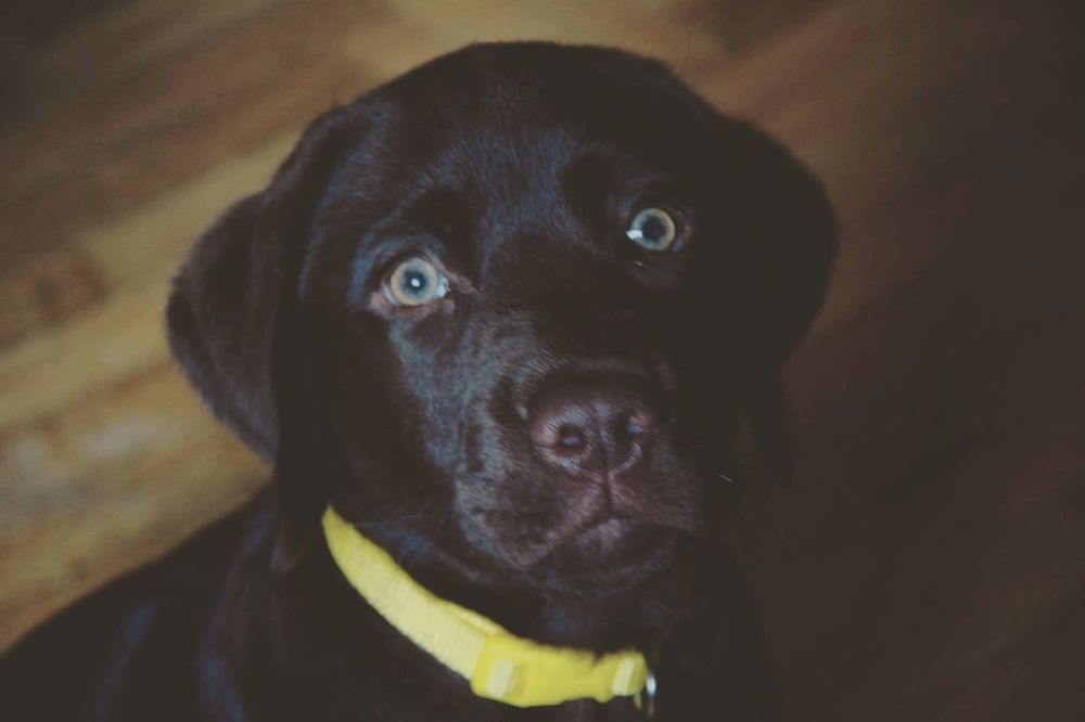 baby Conan