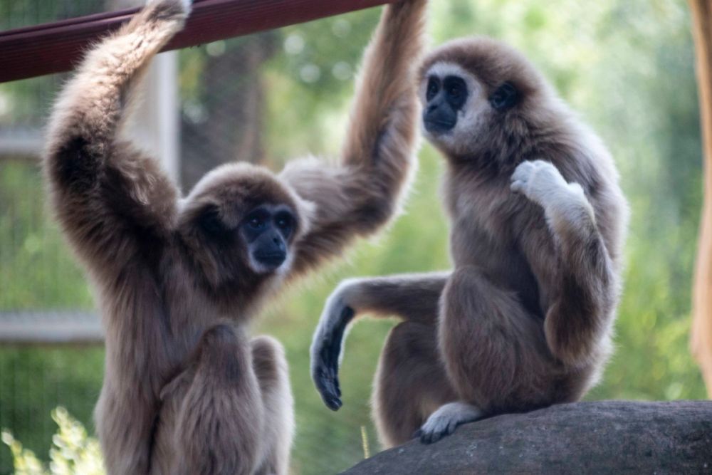 Zoo 29-07-2026