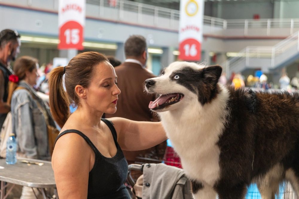 Perretes de la Exposicion canina (ciudad real) 01-06-2024