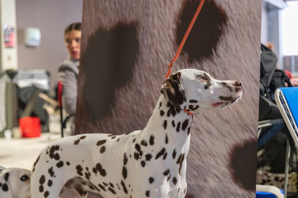 Exposicion canina (ciudad real) 02-06-2024