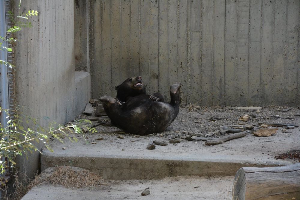zoo 07-07-2018