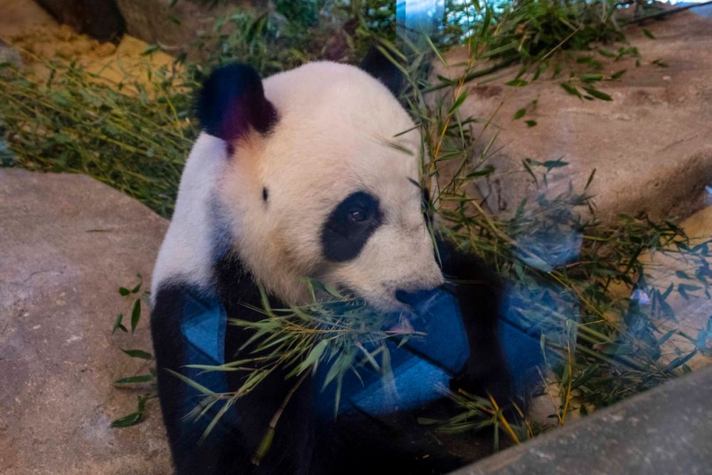 Zoo 29-07-2026