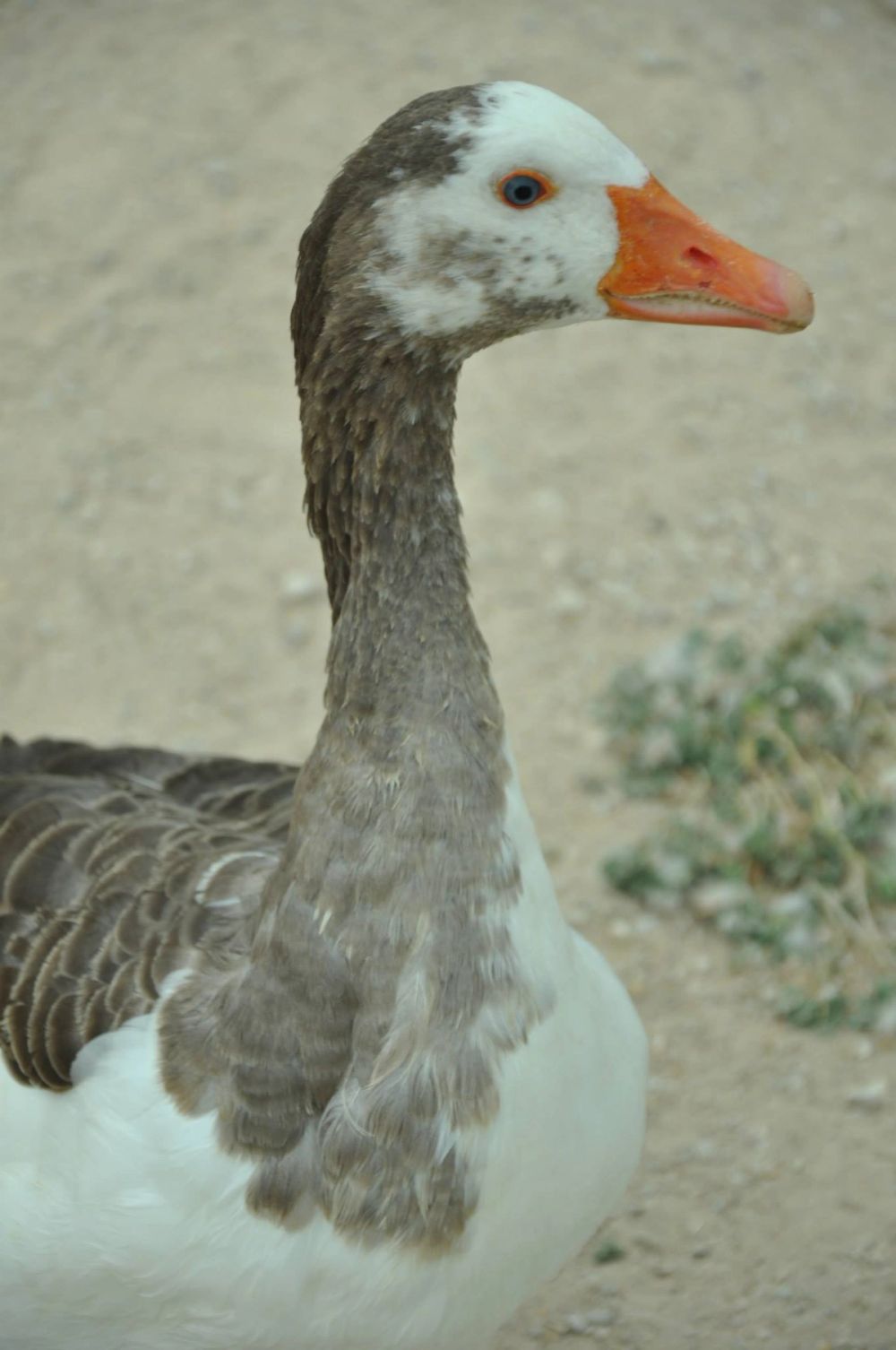 Ocas y patos en parque polvoranca (Leganes) 30-08-2014