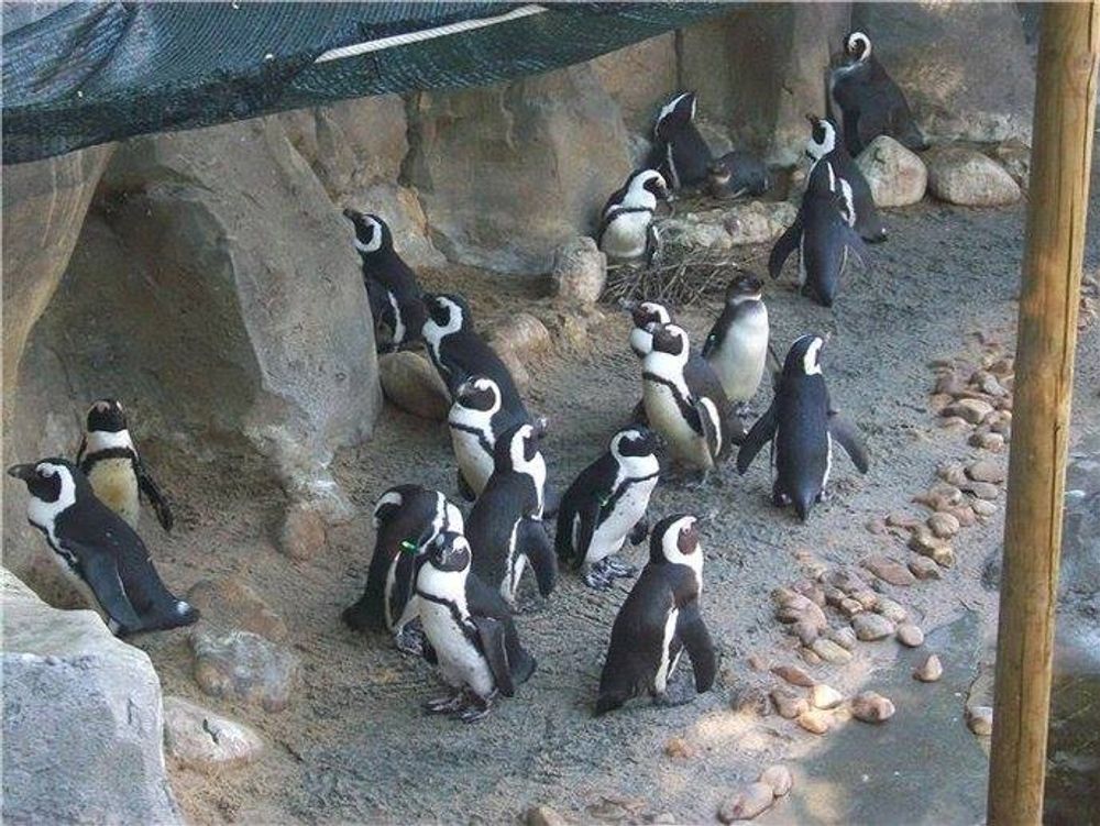 zoo 2010