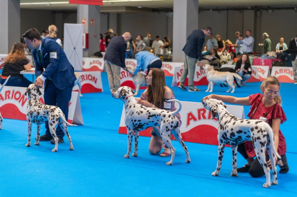 Exposicion canina (ciudad real) 01-06-2024