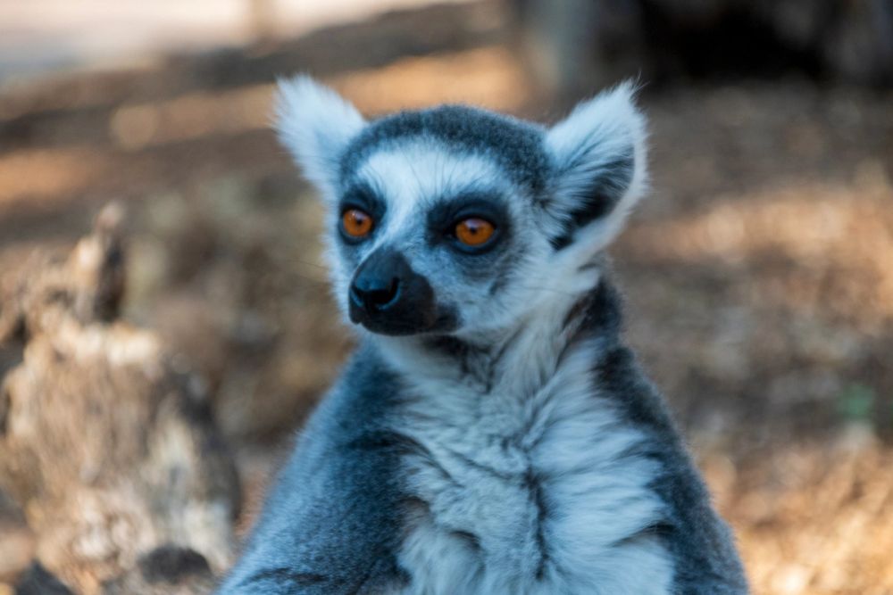 Faunia 03-08-2024