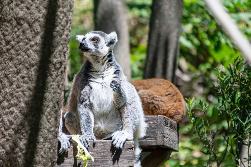 Faunia 04-08-2026