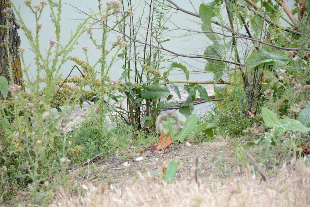 Naturaleza Parque polvoranca (Leganes) 10-06-2019