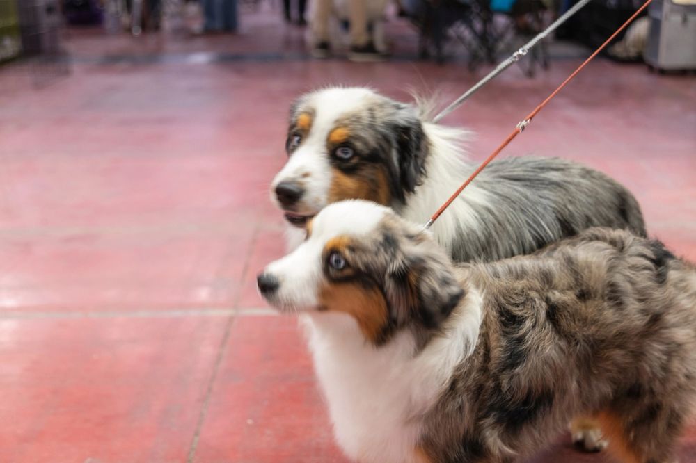 Perretes de la Exposicion canina (ciudad real) 01-06-2024