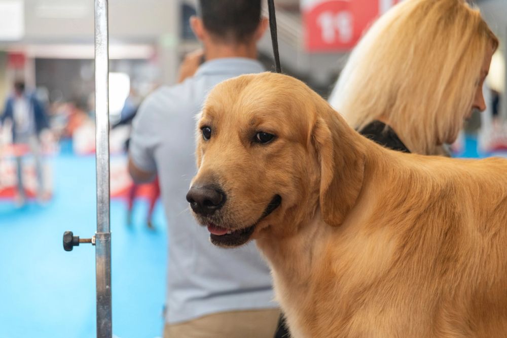 Perretes de la Exposicion canina (ciudad real) 01-06-2024