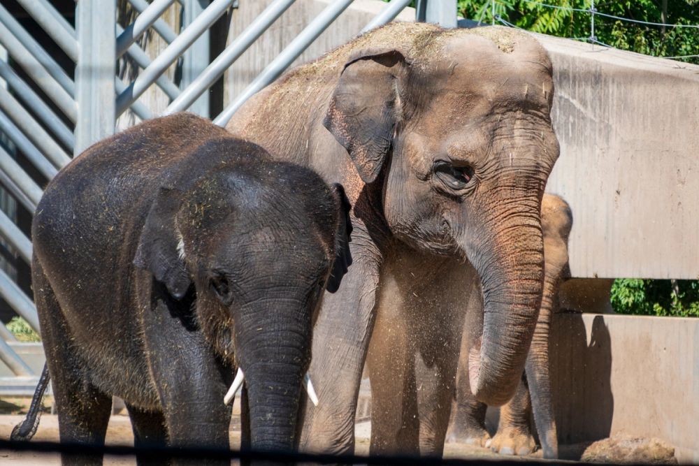 Zoo 17-08-2024