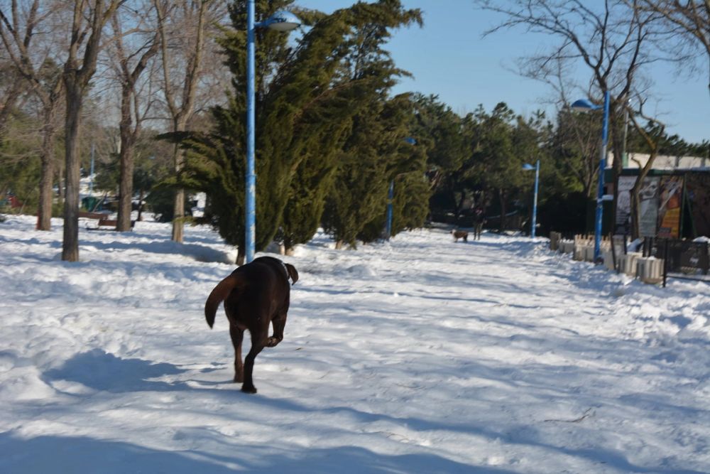 Conan en la nieve (leganes) 2021