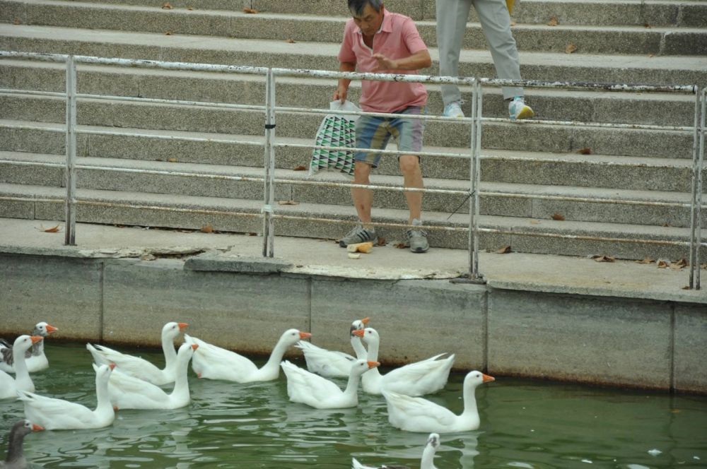 Ocas y patos en parque polvoranca (Leganes) 30-08-2014