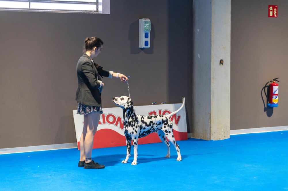 Exposicion canina (ciudad real) 02-06-2024