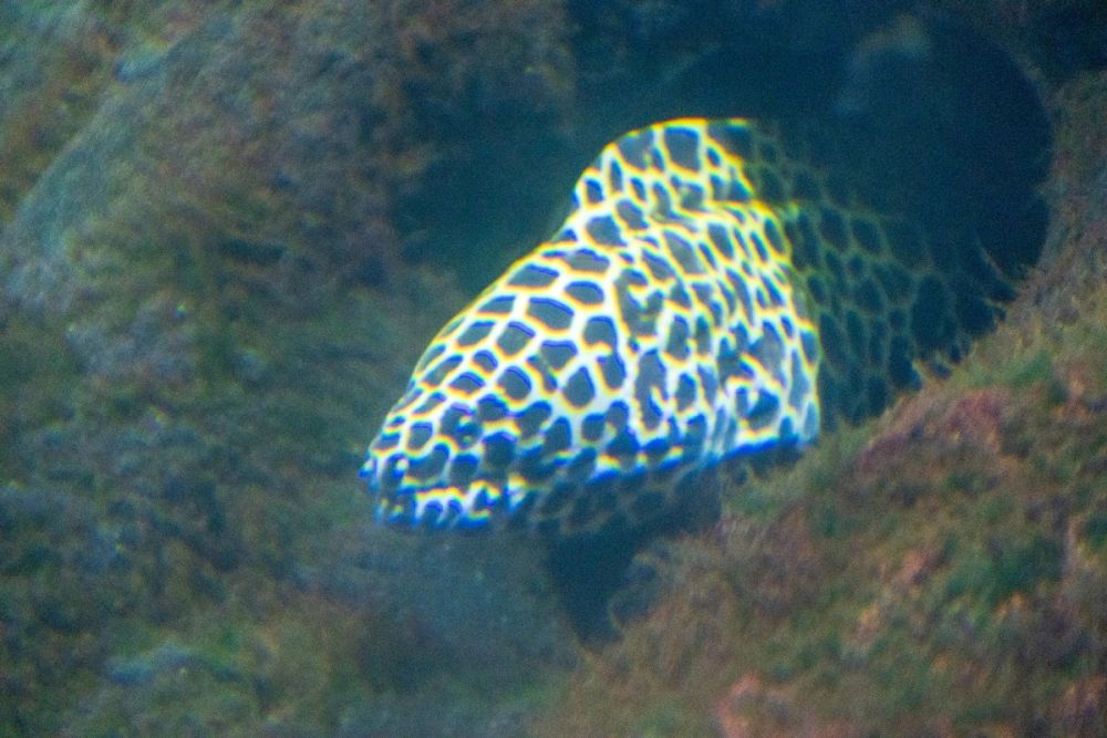 Zoo 17-08-2024