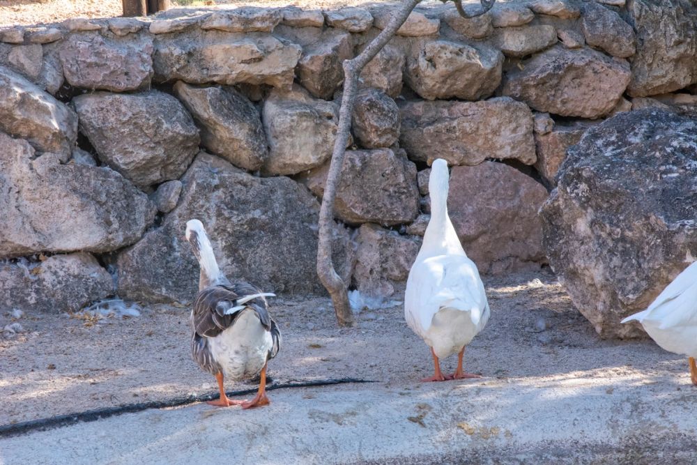 Zoo de Lillo 03-09-2022