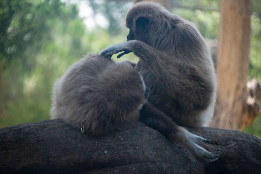 Zoo 29-07-2026