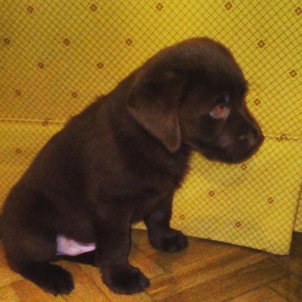 baby Conan