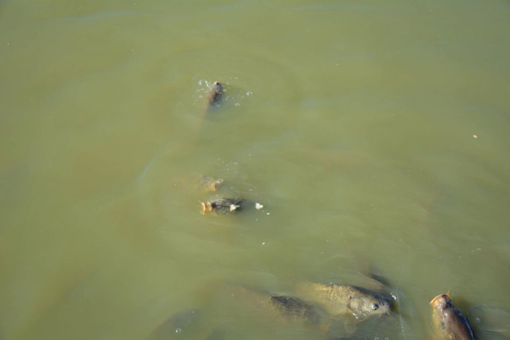 Ocas, patos y carpas en parque polvoranca (Leganes) 18-03-2017