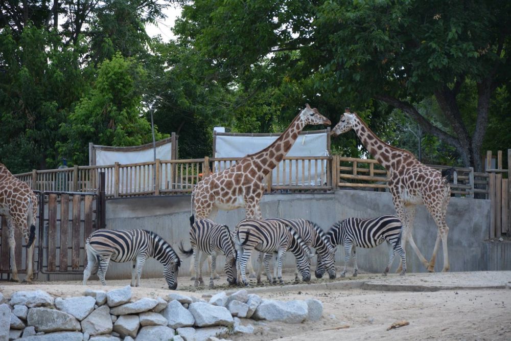 zoo 07-07-2018