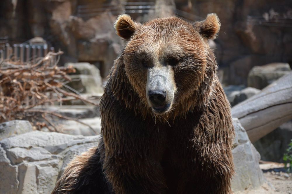 zoo 07-07-2018