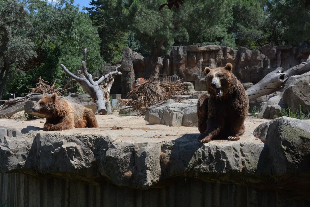 zoo 07-07-2018