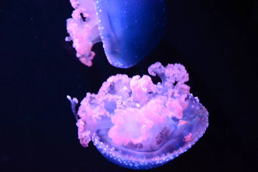 zoo 07-07-2018