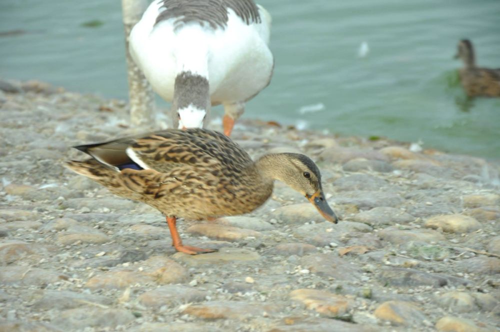 Ocas y patos en parque polvoranca (Leganes) 30-08-2014