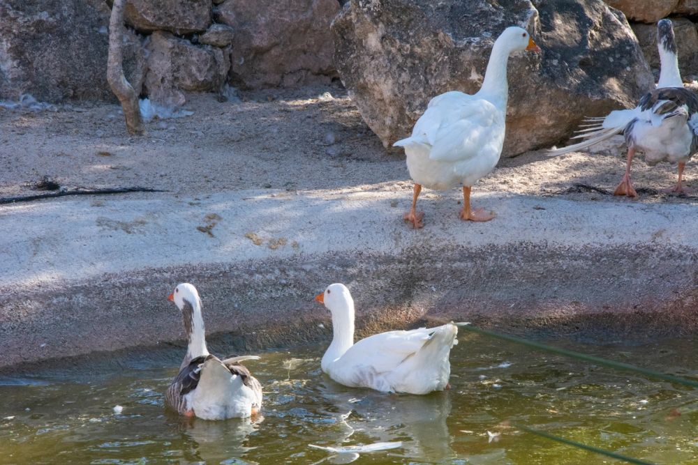 Zoo de Lillo 03-09-2022