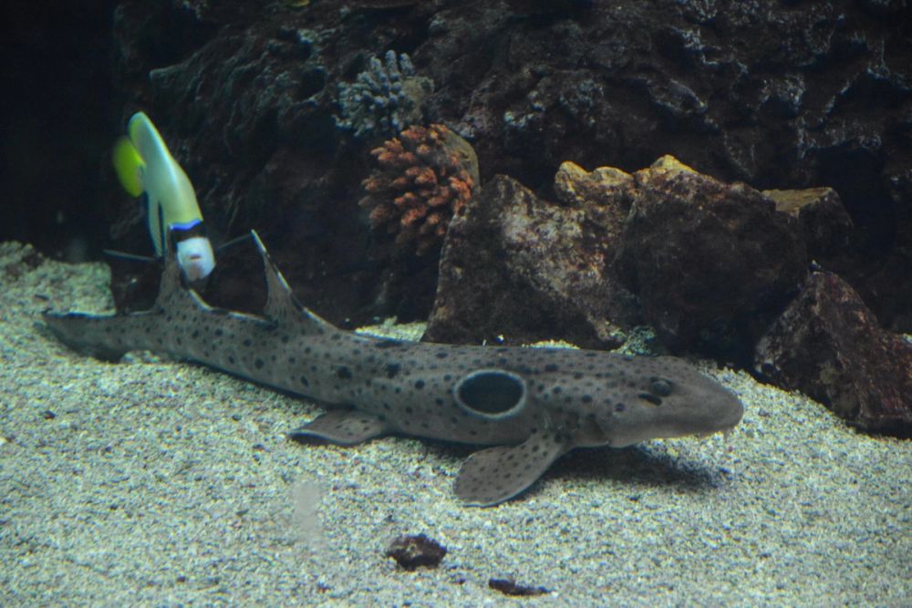 zoo 07-07-2018