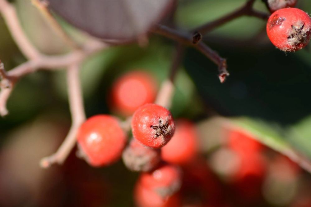 Fotografia Macro 2018
