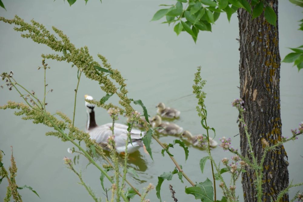 Naturaleza Parque polvoranca (Leganes) 10-06-2019