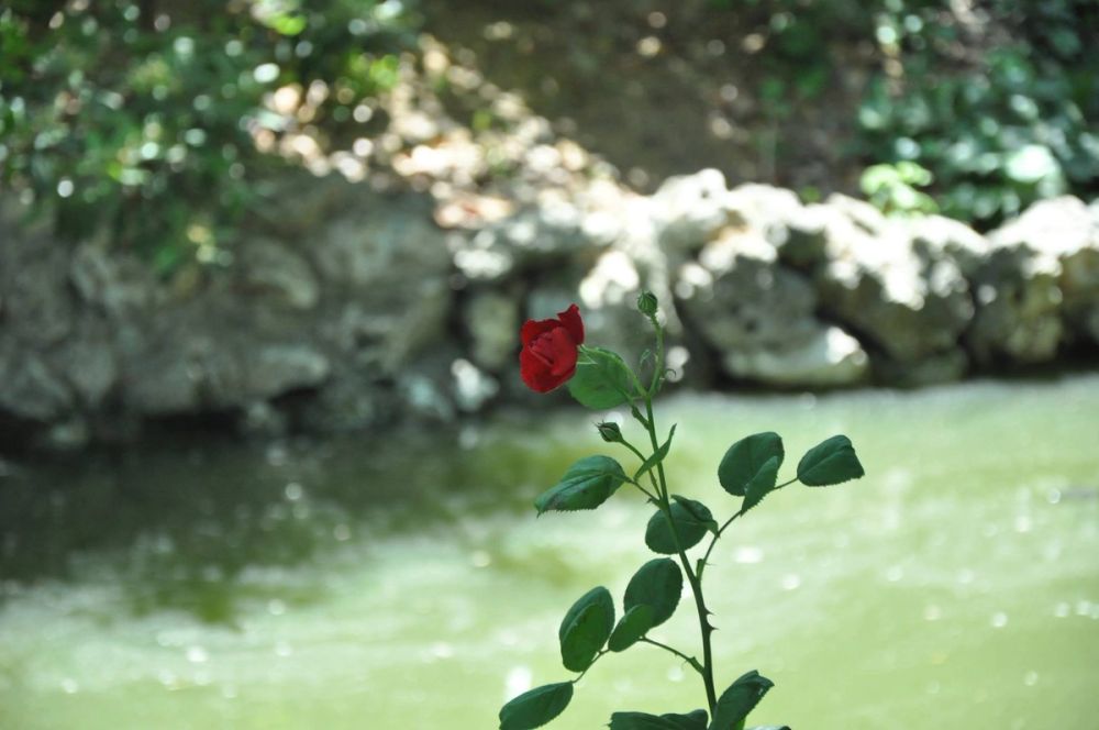 Parque del Retiro (Madrid) 30-05-2015