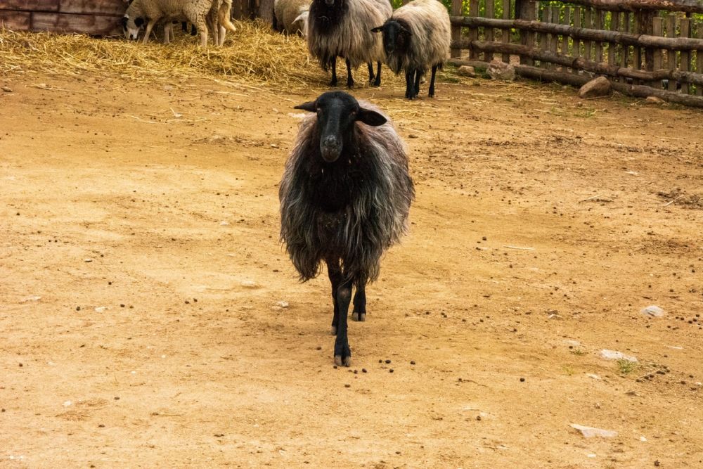 Puy Du Fou 19-03-2022
