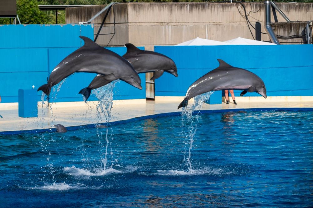 Zoo 17-08-2024