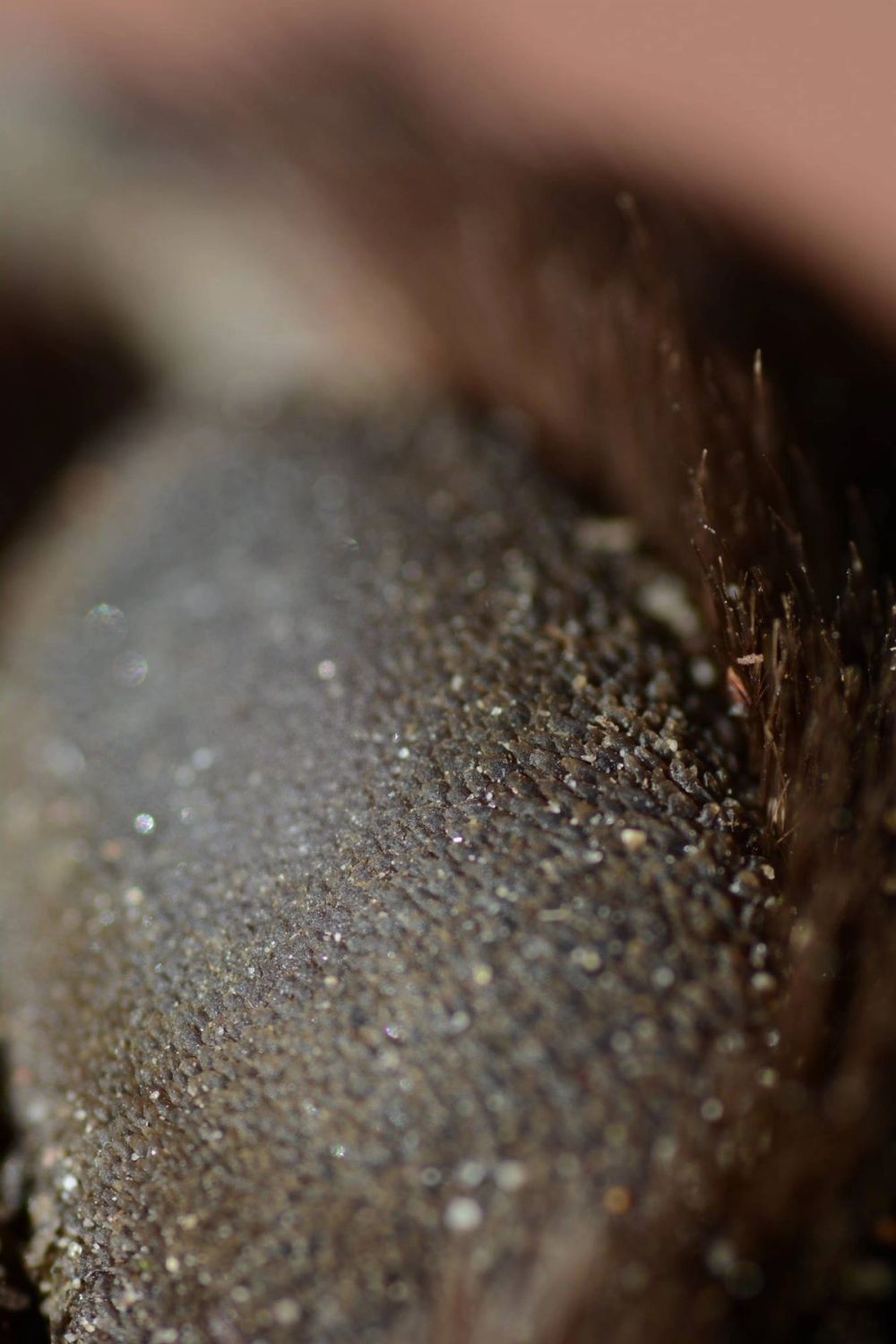 Fotografia Macro 2018