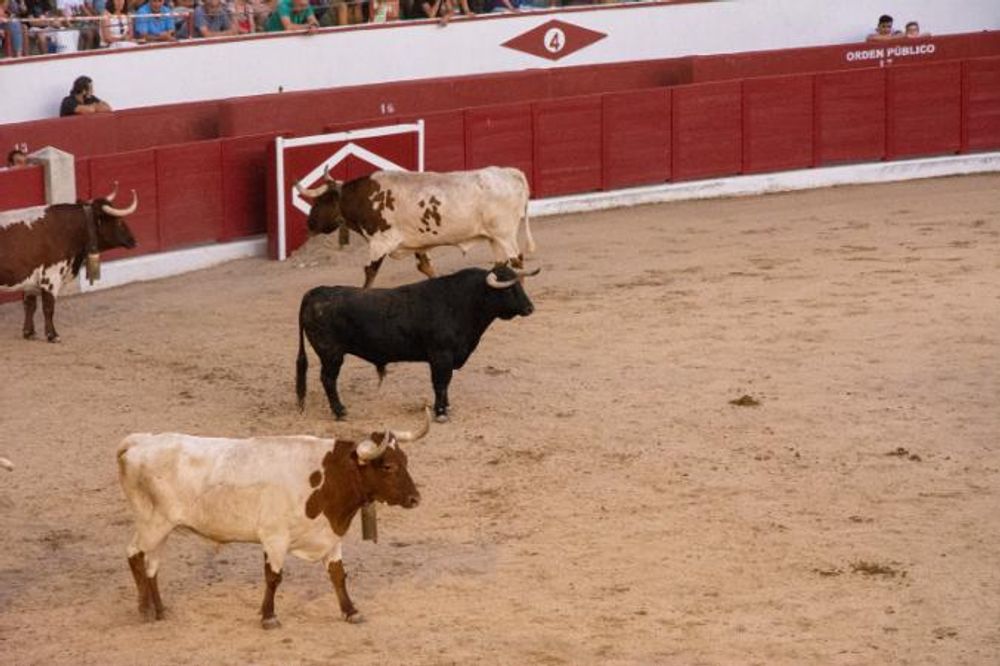 Toros en Colmenar Viejo 22-08-2019