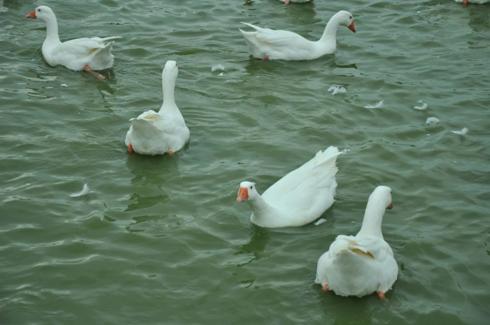 Ocas y patos en parque polvoranca (Leganes) 30-08-2014