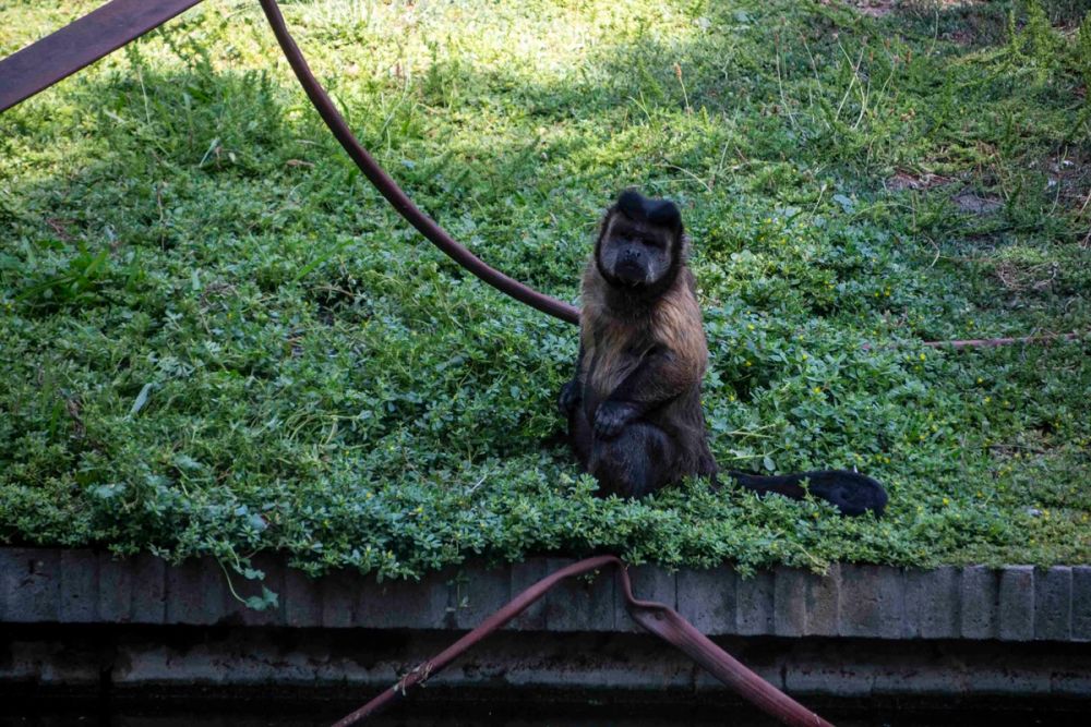 Zoo 29-07-2026