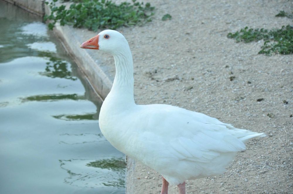 Ocas y patos en parque polvoranca (Leganes) 28-05-2015