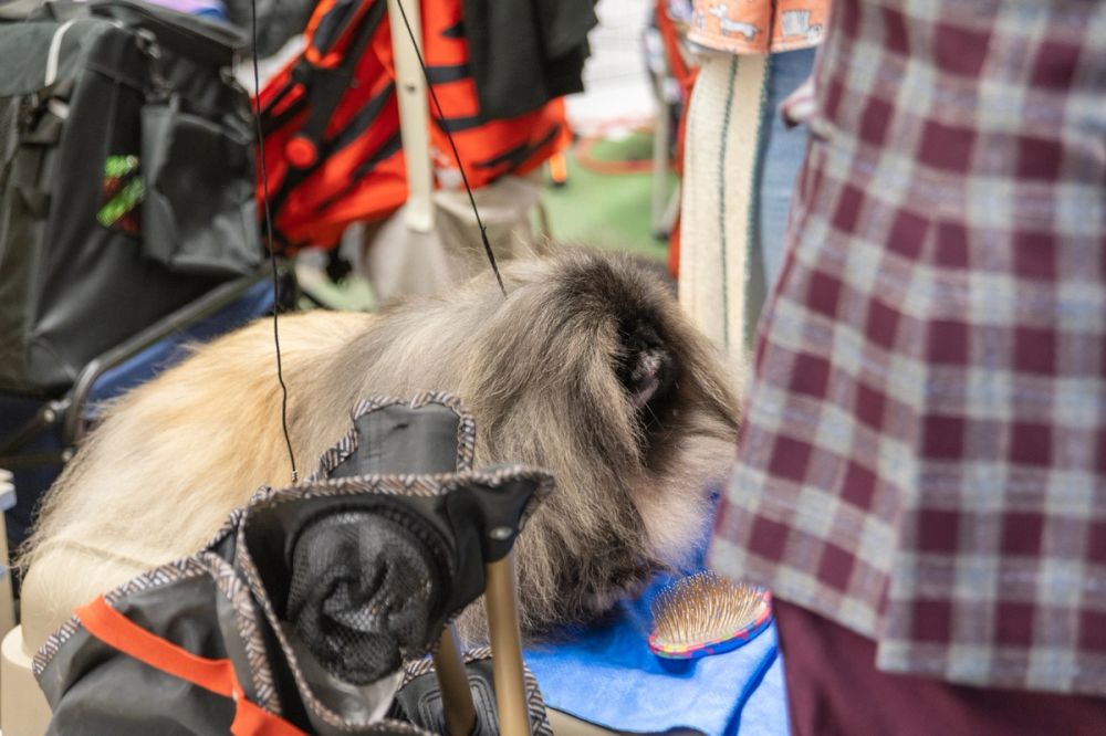 Exposicion canina (ciudad real) 01-06-2024