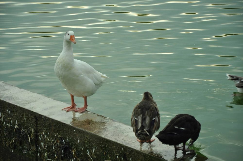 Ocas y patos en parque polvoranca (Leganes) 30-08-2014