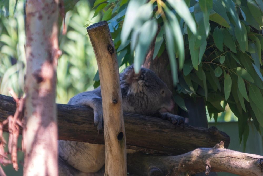 Zoo 17-08-2024