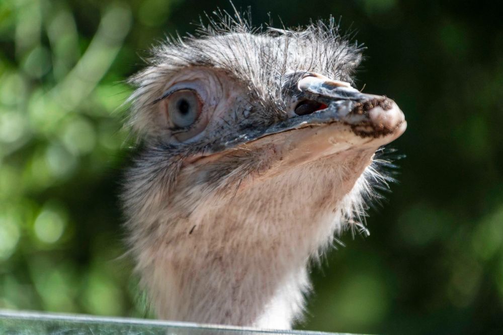Faunia 04-08-2026