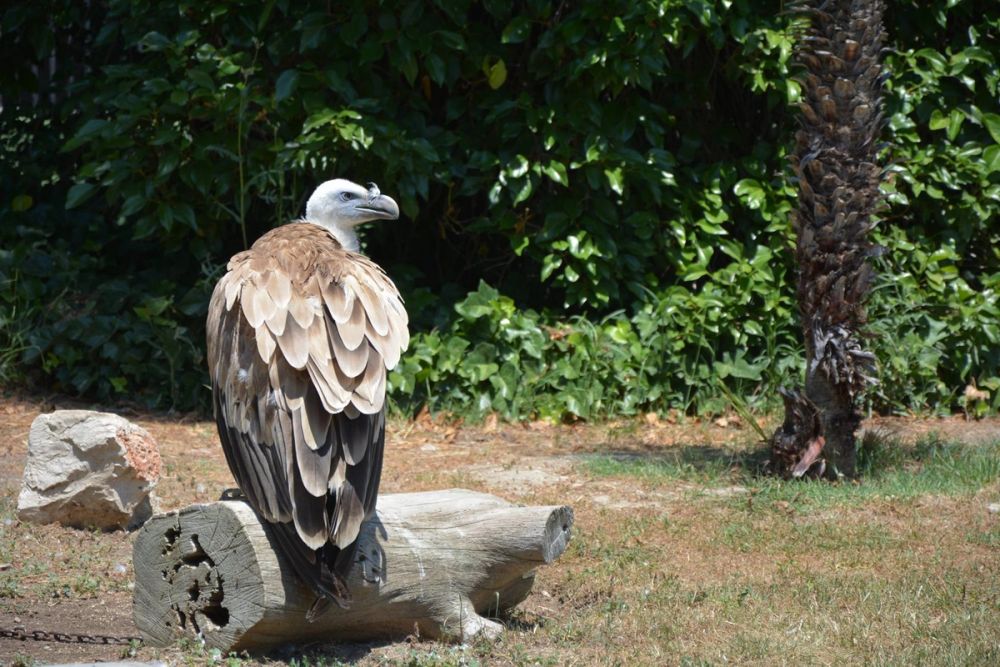 zoo 07-07-2018
