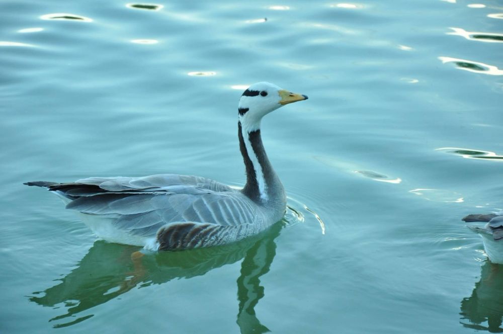 Ocas y patos en parque polvoranca (Leganes) 28-05-2015